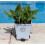 Rose Plant Pot Feet - Set of 3 8