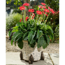 Emperor Penguin Plant Pot Feet - Set of 3