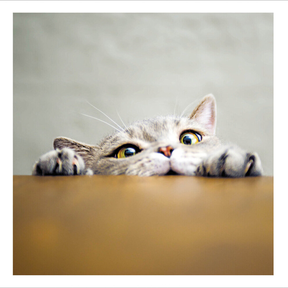 Peekaboo Cute Cat Art Photographs Greeting Card Cattitude Range Cards