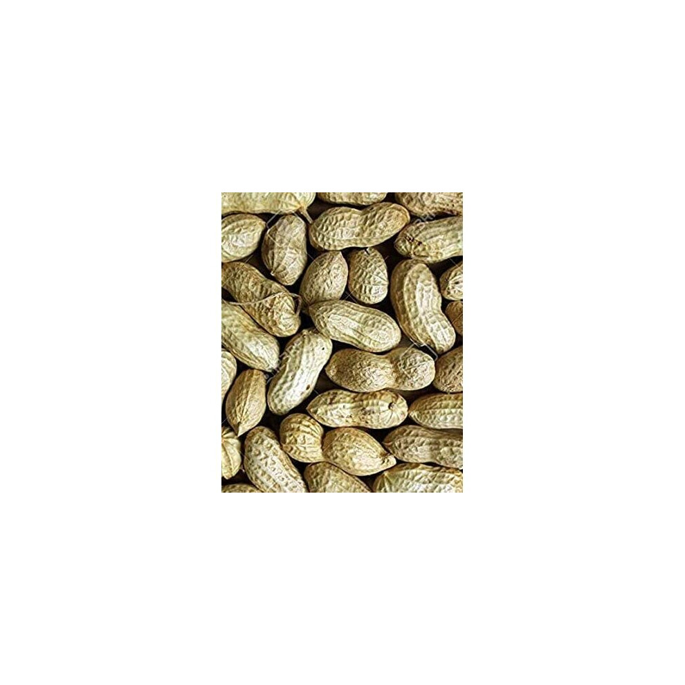 Maltbys' Stores 1904 Limited 5kg PREMIUM PEANUTS IN SHELLS WILD BIRD FOOD AFFLOTOXIN FREE SAFE MONKEY PEANUTS