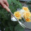 Garden Weeding Tool Stainless Steel Hand Weeder Tool Weed Remover Grass Puller Fork Trimmer Prying Tool 7