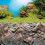 Juwel Juwel Poster 1 Plant/Reef Background (Small - 60x30cm) 2