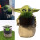 Μωρό Yoda Γλάστρα με λουλούδια Παχύφυτα Bonsai Διακόσμηση φυτών 4