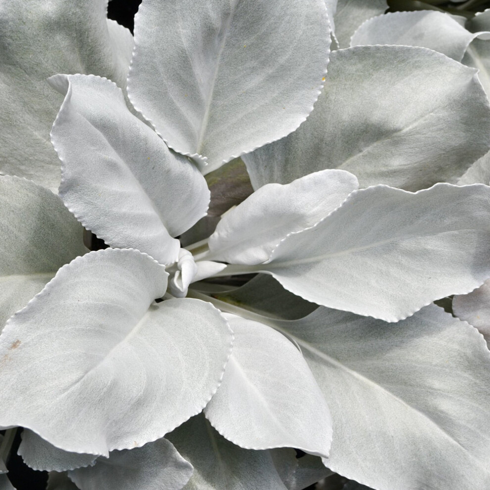 Gardeners Dream Senecio 'Angel Wings' Evergreen Hardy Compact Garden Shrub Plant | 9Cm Pot White
