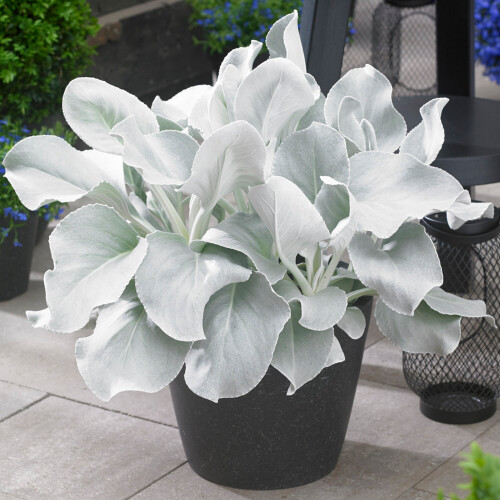 Senecio Angel Wings | Striking Evergreen Perennial | Flowering Garden Plant