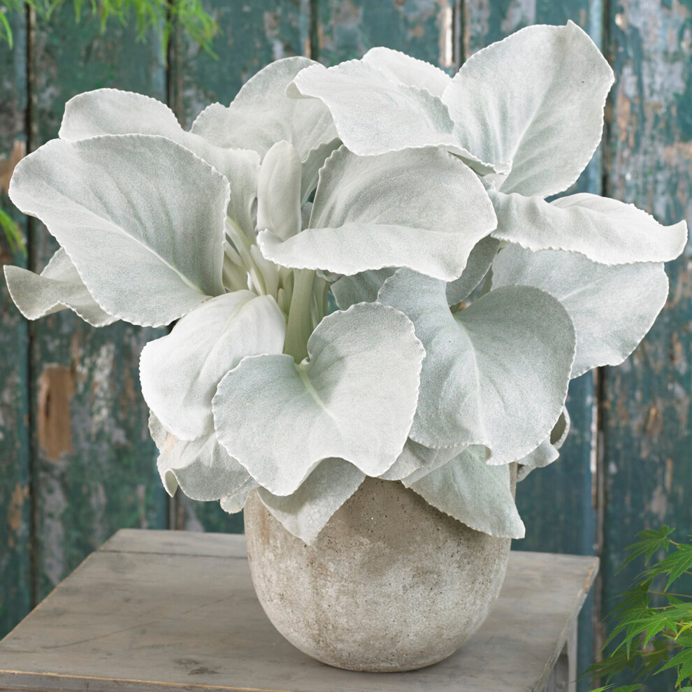 Gardeners Dream Senecio Candidans Angel Wings | Perennial Plant Garden Ready (10-20Cm Incl. Pot)