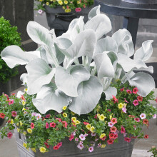 Senecio Angel Wings - Shining White Ragwort | Hardy Potted Outdoor Garden Plant