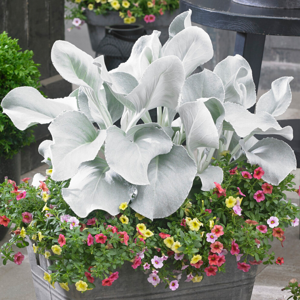 Gardeners Dream Senecio Angel Wings - Shining Ragwort | Hardy Potted Outdoor Garden Plant White