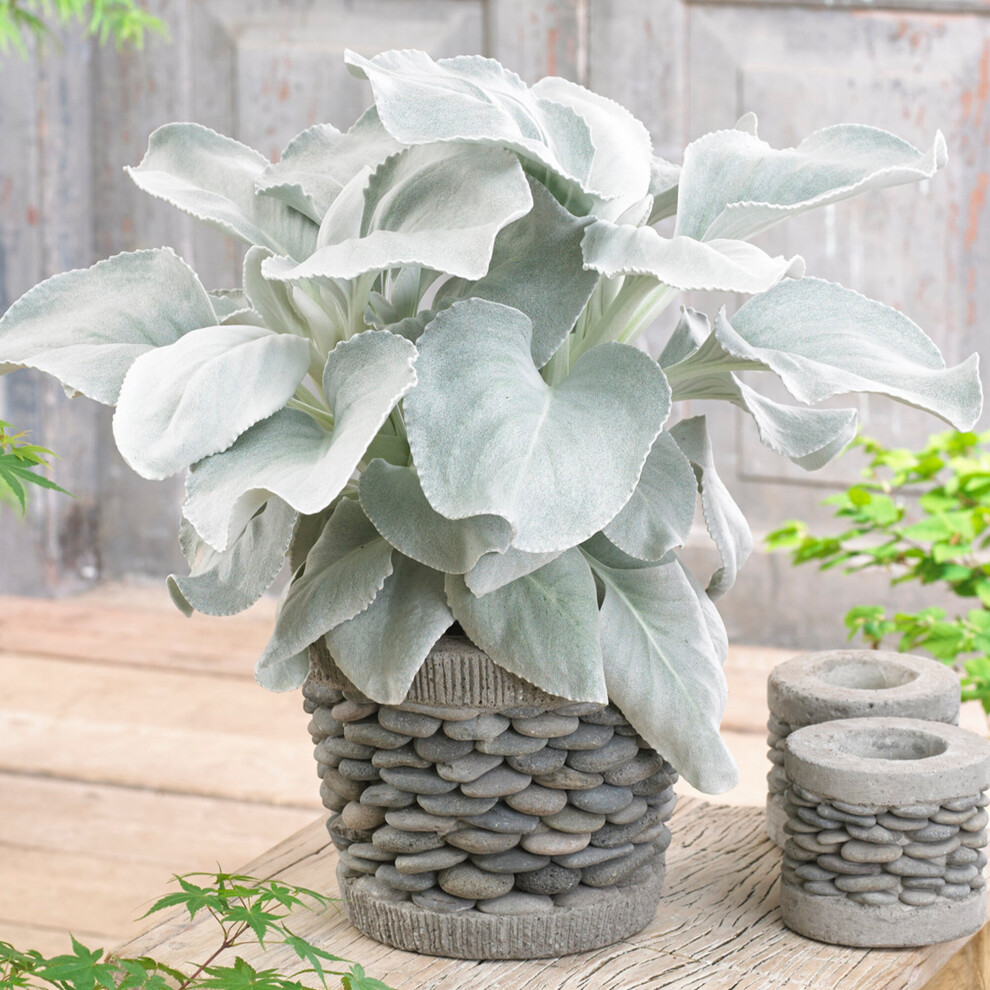 Gardeners Dream Senecio Candidans Angel Wings | Evergreen Garden Ready Plant (10-20Cm Incl Pot) White/Silver