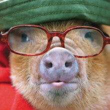 Pig In Glasses Happy Father's Day Greeting Card Paper House Photographic Cards