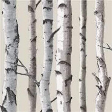 Fine Decor Natural Beige / Cream - FD31051 - Birch Tree - Forest Woods - Wallpaper
