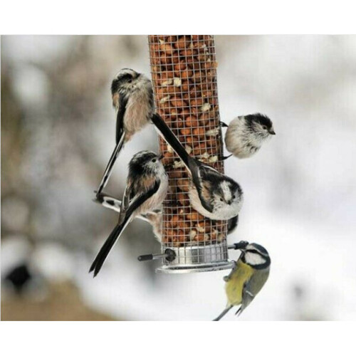 Peckish Peckish Peanut kERNALS 5000g Pack-Bird feed 1
