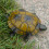 Electric RC Remote Control Turtle Robot Infrared Simulation Turtle Lifelike Crawl|RC Animals 1
