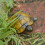 Electric RC Remote Control Turtle Robot Infrared Simulation Turtle Lifelike Crawl|RC Animals 2