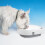 Pet Mate Cat Mate Three Meal Automatic Pet feeder with Digital Timer + Ice Packs 4