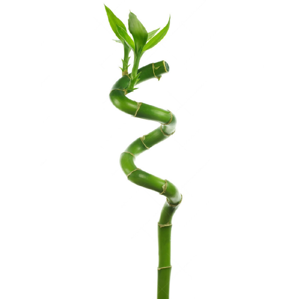 (1) Lucky Bamboo 40cm Spiral Stems For Indoor Plant Pot Garden Windowsill Bowl