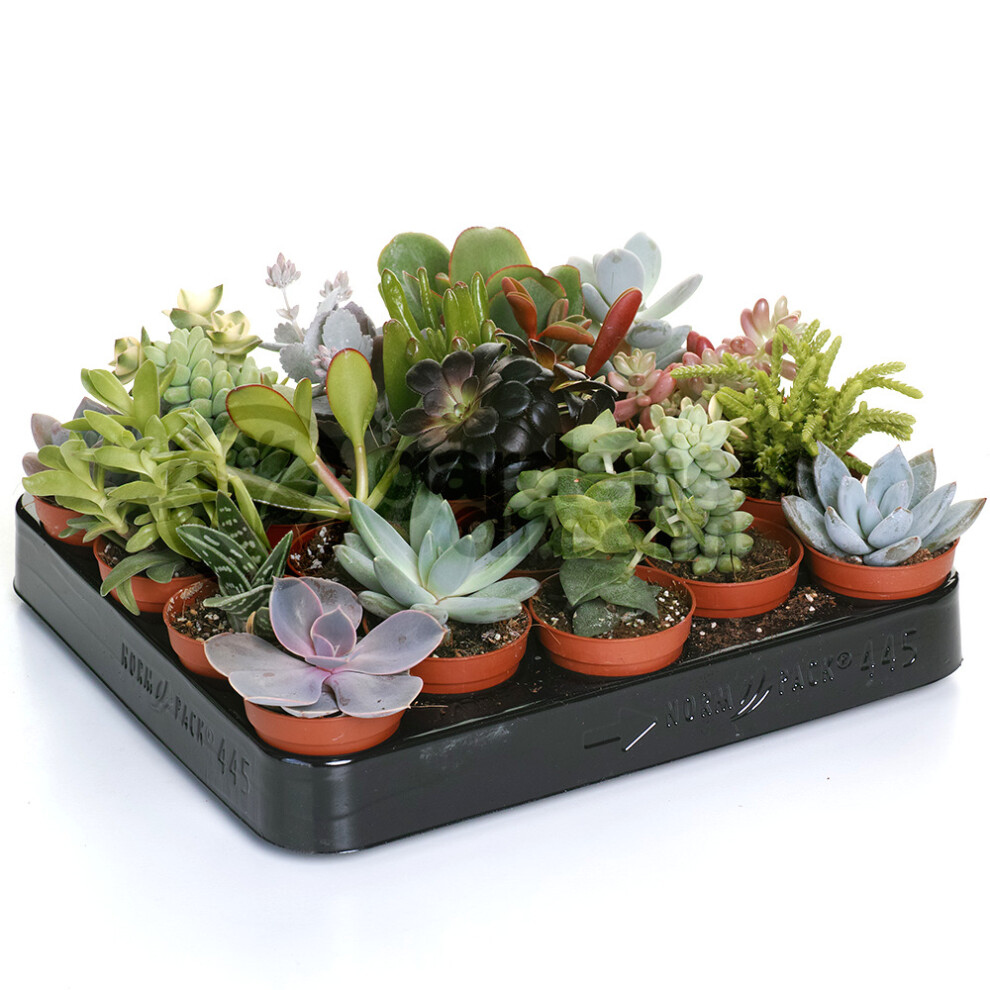 Gardeners Dream (20) Succulent Mix - House / Office Live Indoor Pot Plant - Ideal Gift