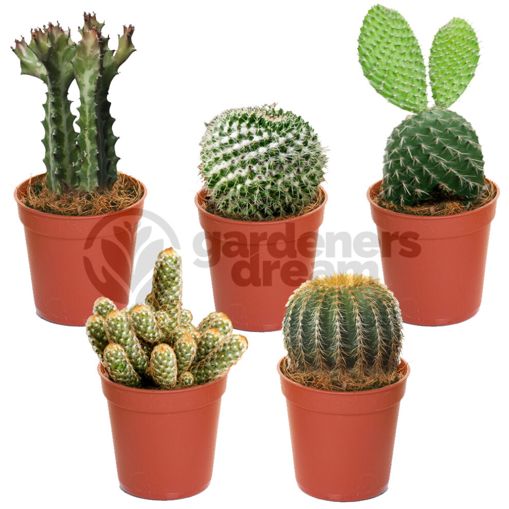 (5) Cactus Mix - House / Office Live Indoor Pot Plant - Ideal Gift