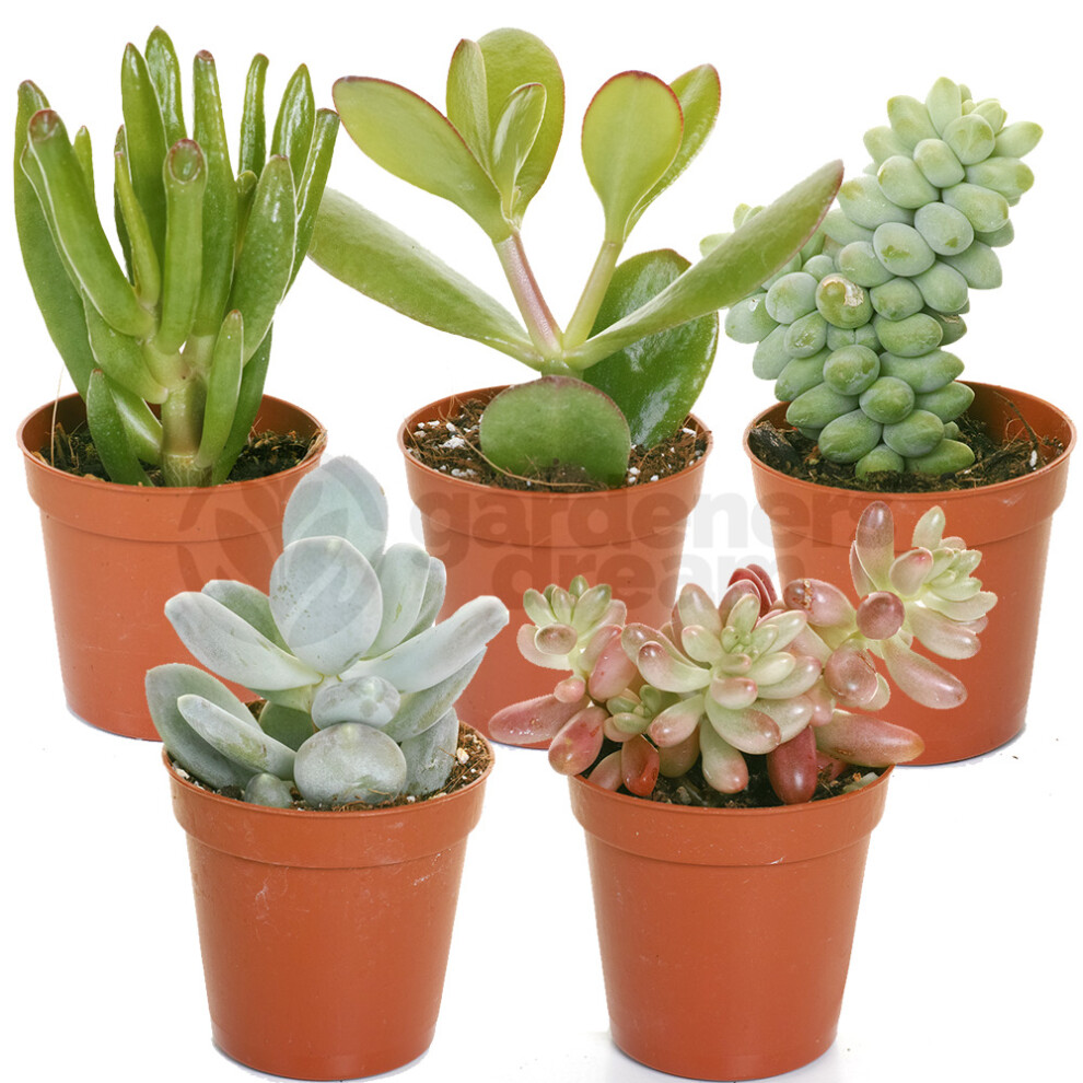 (5) Succulent Mix - House / Office Live Indoor Pot Plant - Ideal Gift