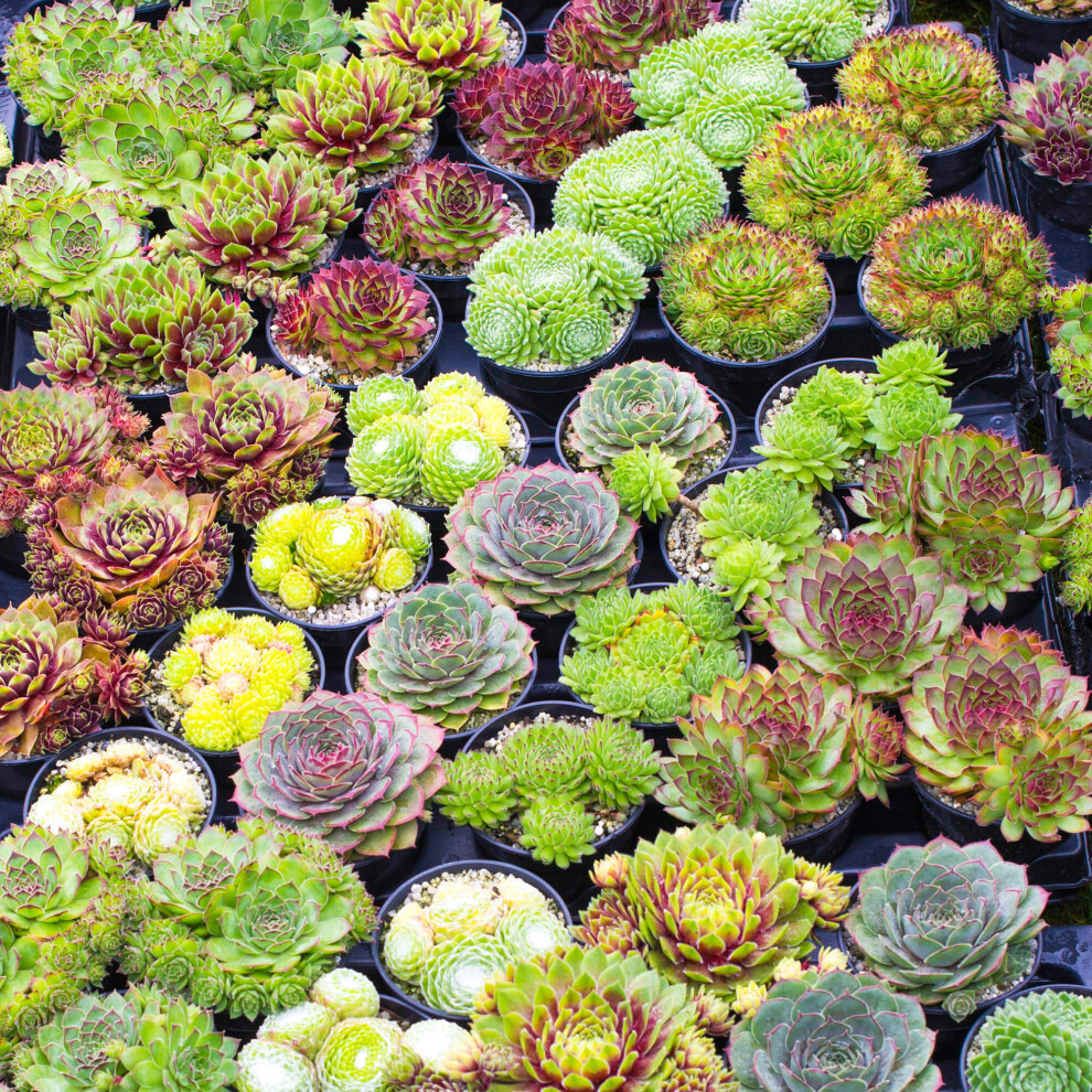 (5) Sempervivum Mix | Houseleek 5-15cm Potted Succulent Plants for Sale