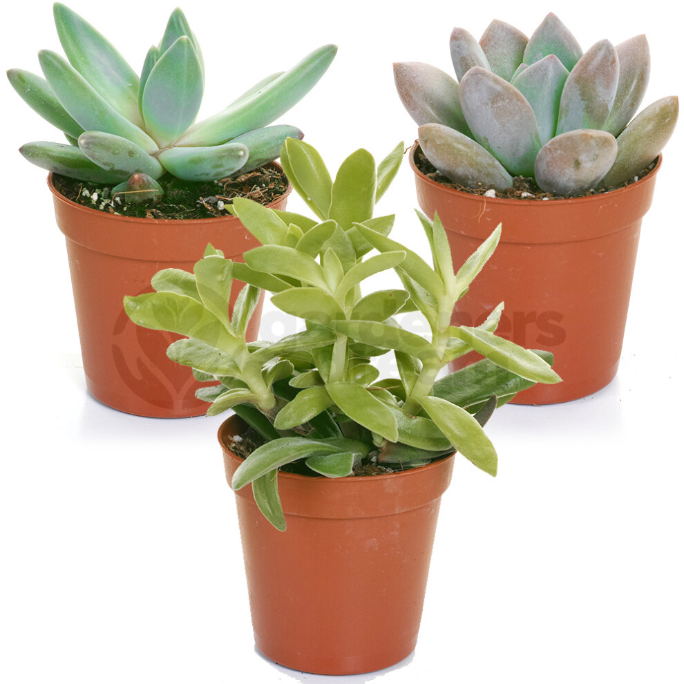 Gardeners Dream (3) Succulent Mix - House / Office Live Indoor Pot Plant - Ideal Gift