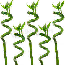 (5) 50cm Lucky Bamboo - Indoor Plant Pot Garden Windowsill Bowl