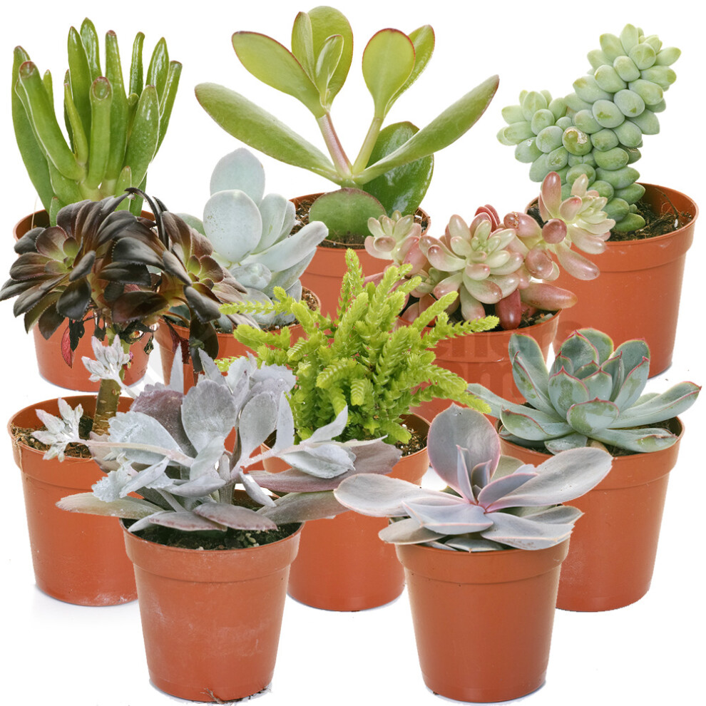 Gardeners Dream (10) Succulent Mix - House / Office Live Indoor Pot Plant - Ideal Gift