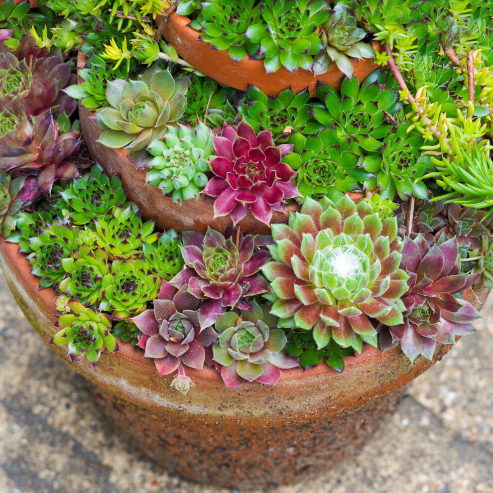 (10) Sempervivum Mix | Indoor Succulent Hen & Chicks | 5-15cm with Pot