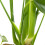 Gardeners Dream Monstera Deliciosa 3