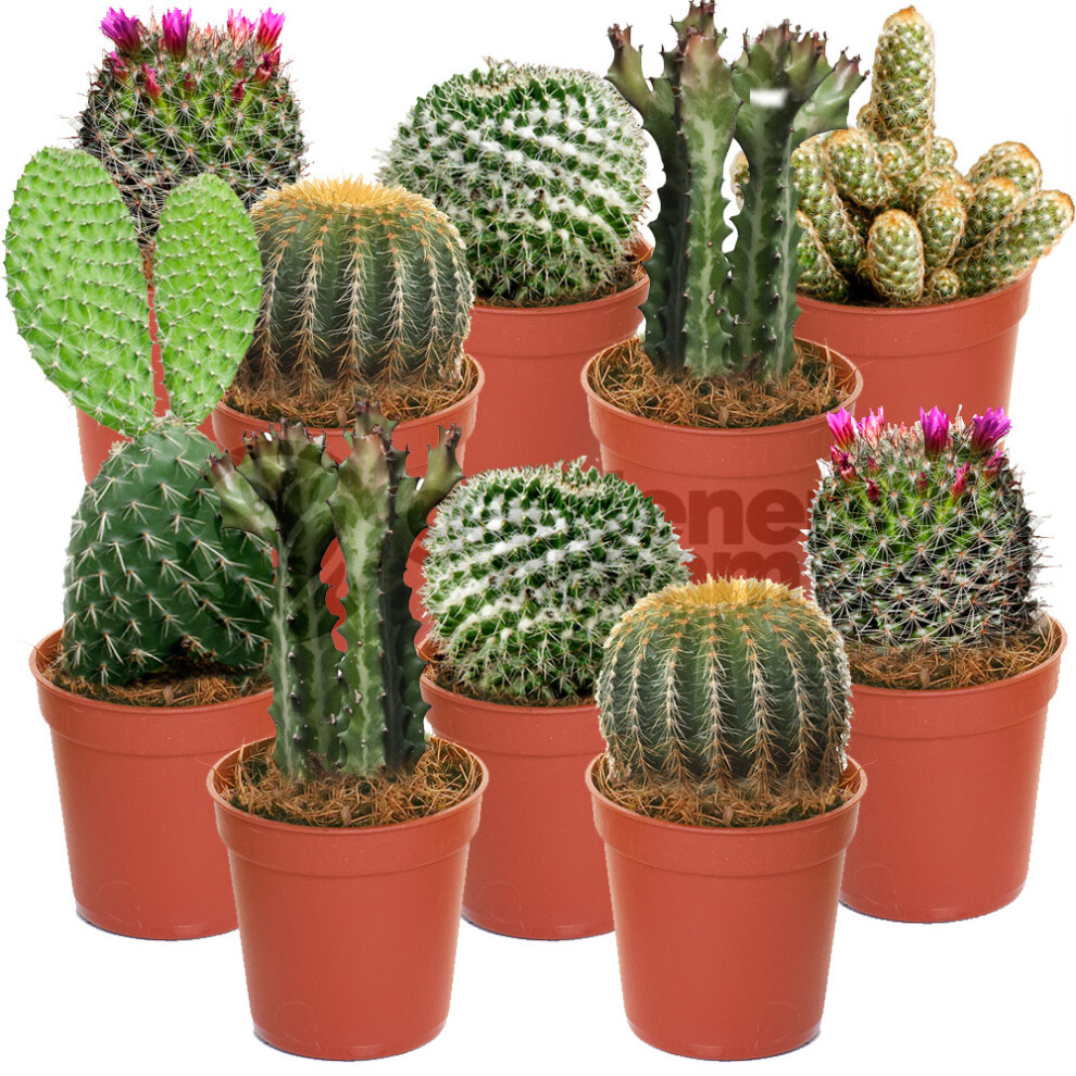 Gardeners Dream (10) Cactus Mix - House / Office Live Indoor Pot Plant - Ideal Gift