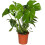 Gardeners Dream Monstera Deliciosa 2
