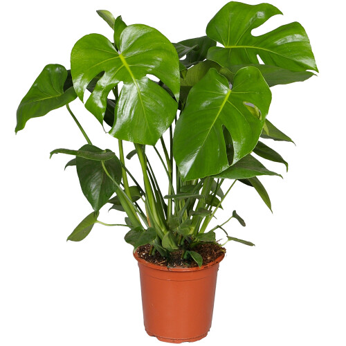 Gardeners Dream Monstera Deliciosa 1