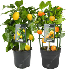 Lemon & Orange Tree Combo: Fresh Indoor Citrus in 12cm Pots | GD-ORLECOMBO-12CM