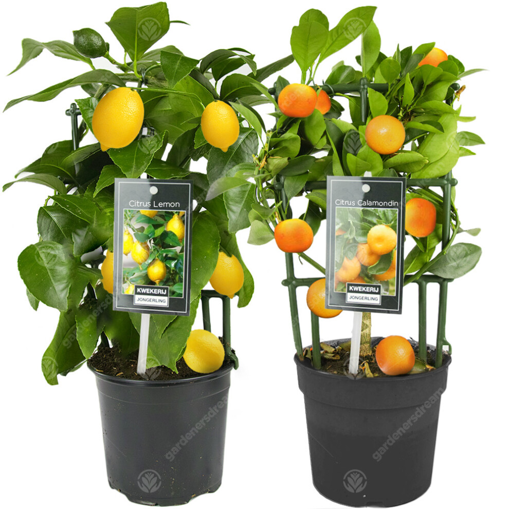 Lemon & Orange Tree Combo Fresh Live Indoor Citrus House Plants In 12 Cm Pots