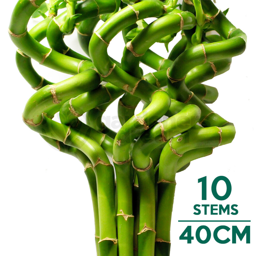 (10) 40cm Lucky Bamboo - Indoor Plant Pot Garden Windowsill Bowl