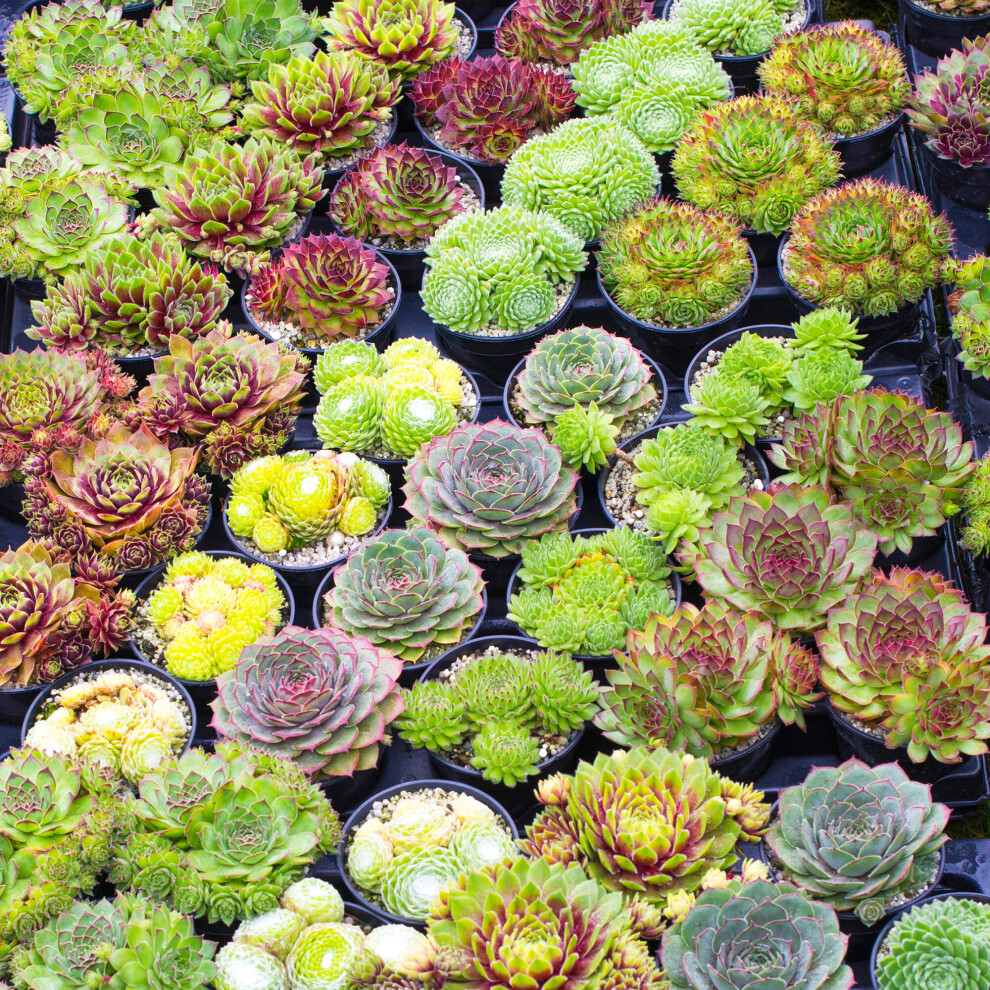 Gardeners Dream (20) Sempervivum Mix | Houseleek 5-15Cm Potted Succulent Plants For Sale