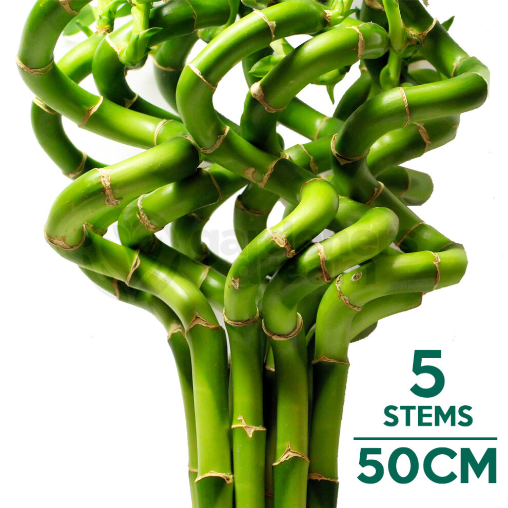 (5) 50cm Lucky Bamboo - Indoor Plant Pot Garden Windowsill Bowl