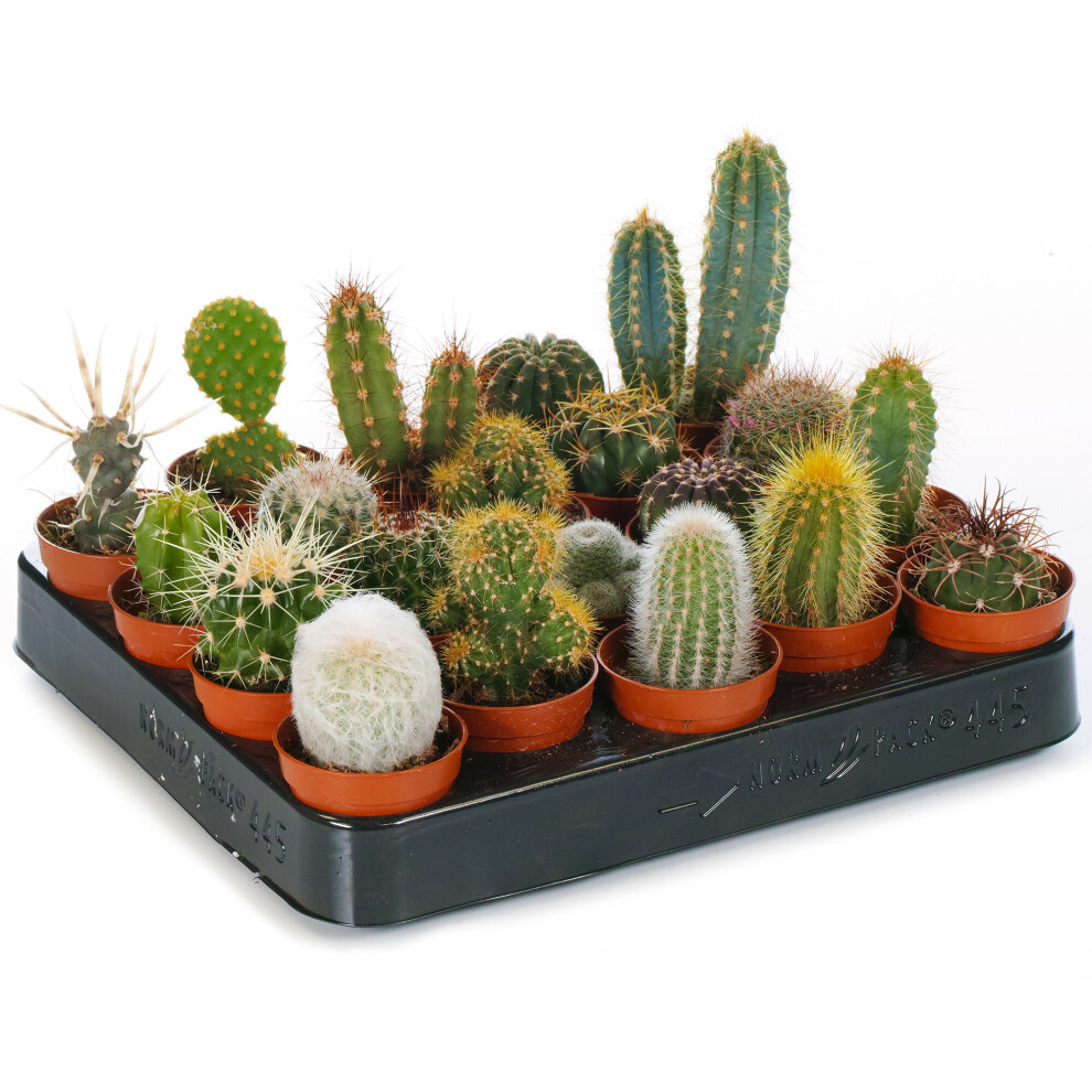 (20) Cactus Mix - House / Office Live Indoor Pot Plant - Ideal Gift