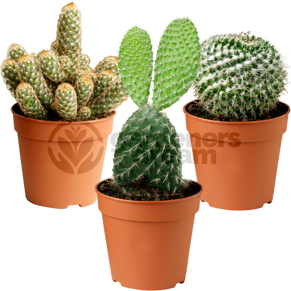 (3) Cactus Mix - House / Office Live Indoor Pot Plant - Ideal Gift