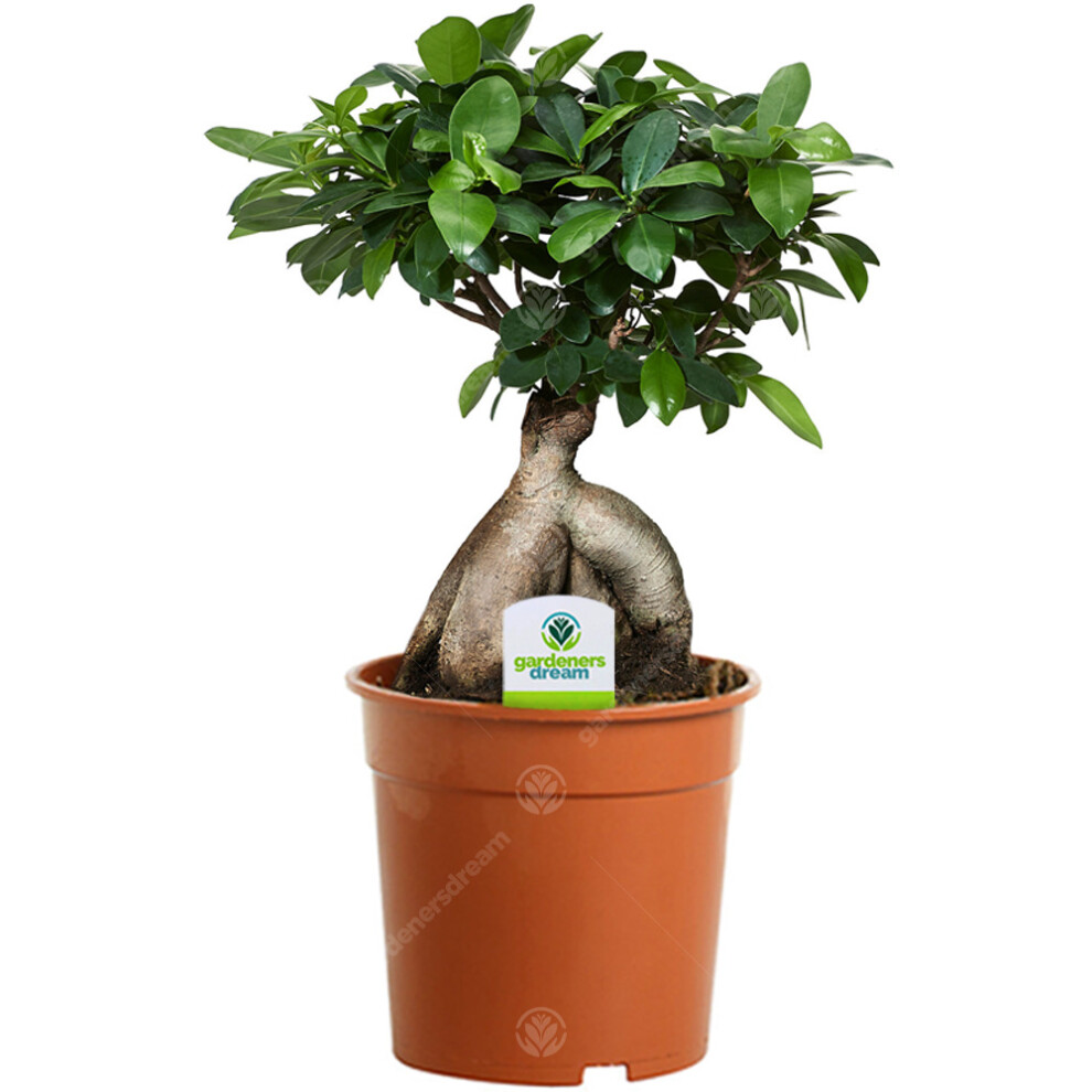 Ficus Ginseng - 1 Plant - House / Office Live Indoor Plant Tree In 12Cm Pot