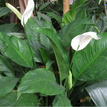 1 X Spathiphyllum 'Peace Lily' Dark Green Houseplant Healthy Plant in Pot