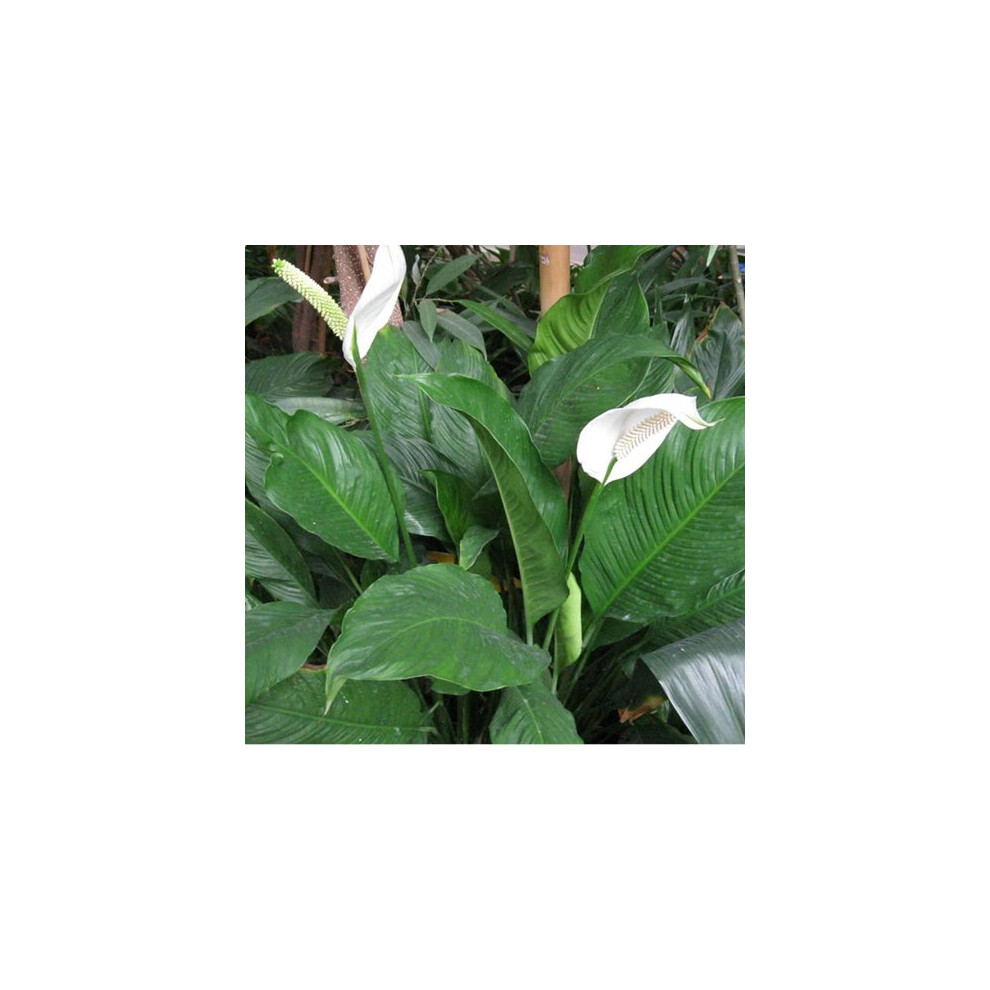 1 X Spathiphyllum 'Peace Lily' Dark Green Houseplant Healthy Plant in Pot