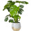 Gardeners Dream Monstera Deliciosa 1