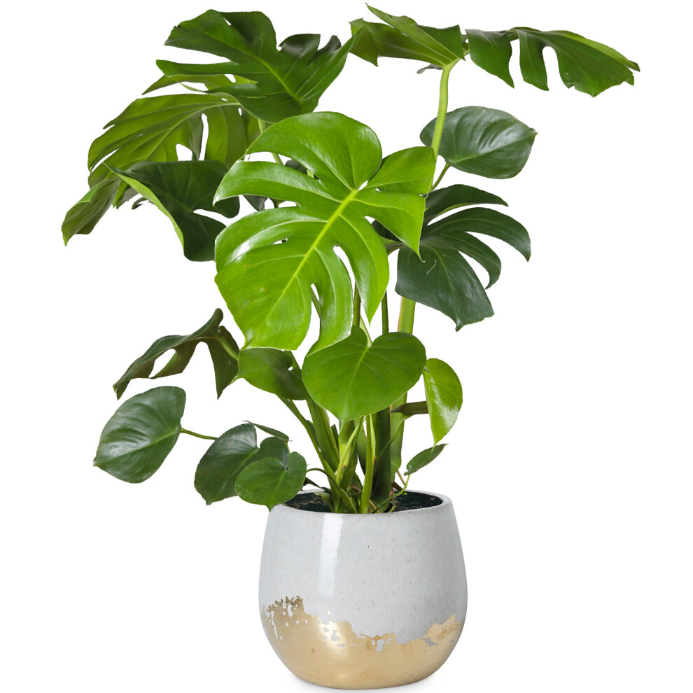 Gardeners Dream Monstera Deliciosa