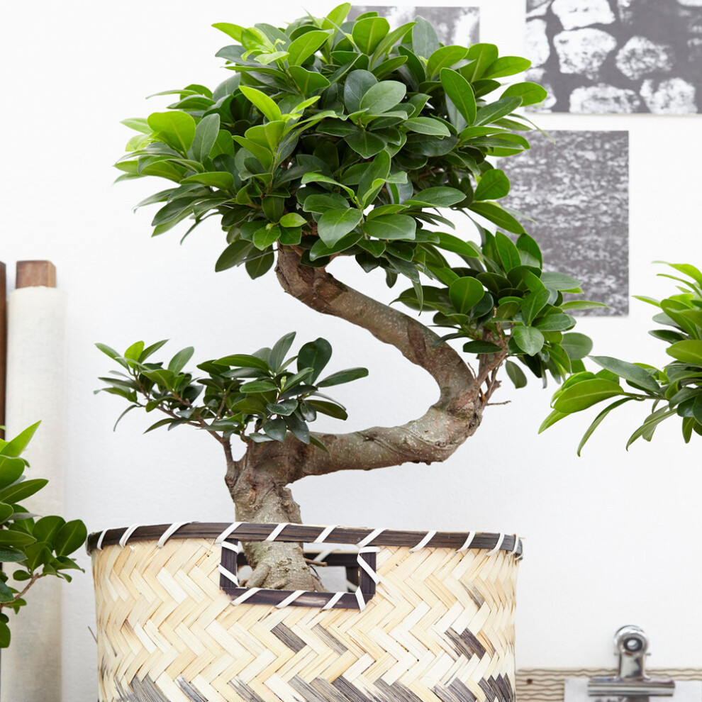 Gardeners Dream Decorative Indoor Bonsai 'Ficus Ginseng' 12Cm Pot Live Plant For Home Or Office Dark/Green