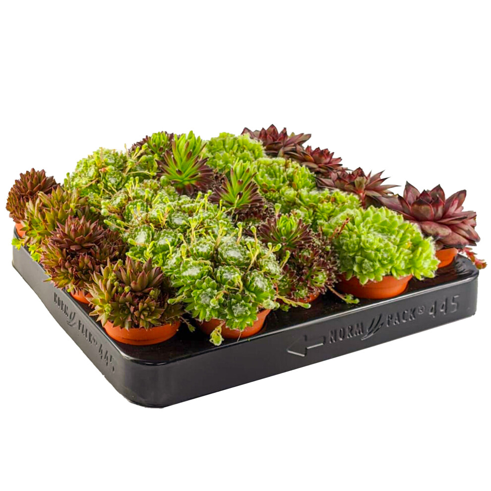 Gardeners Dream (5) Sempervivum Mix | Houseleek, Hen & Chick Indoor Succulent Plants