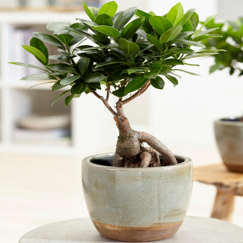 Ficus Ginseng Indoor Decorative Chinese Bonsai Live Houseplant In 12Cm Pot