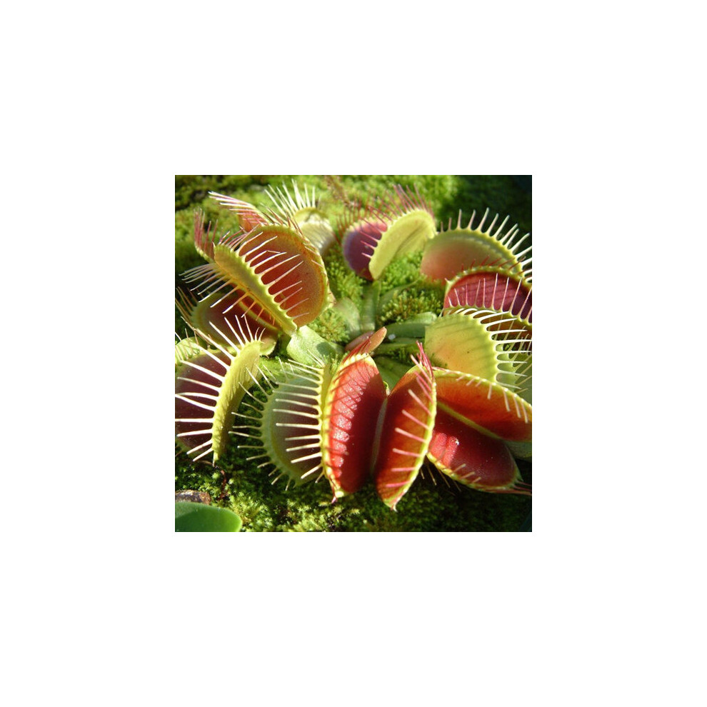 Gardeners Dream 1 X Venus Fly Trap Dionaea Muscipula Carnivorous Healthy Indoor Plant In Pot
