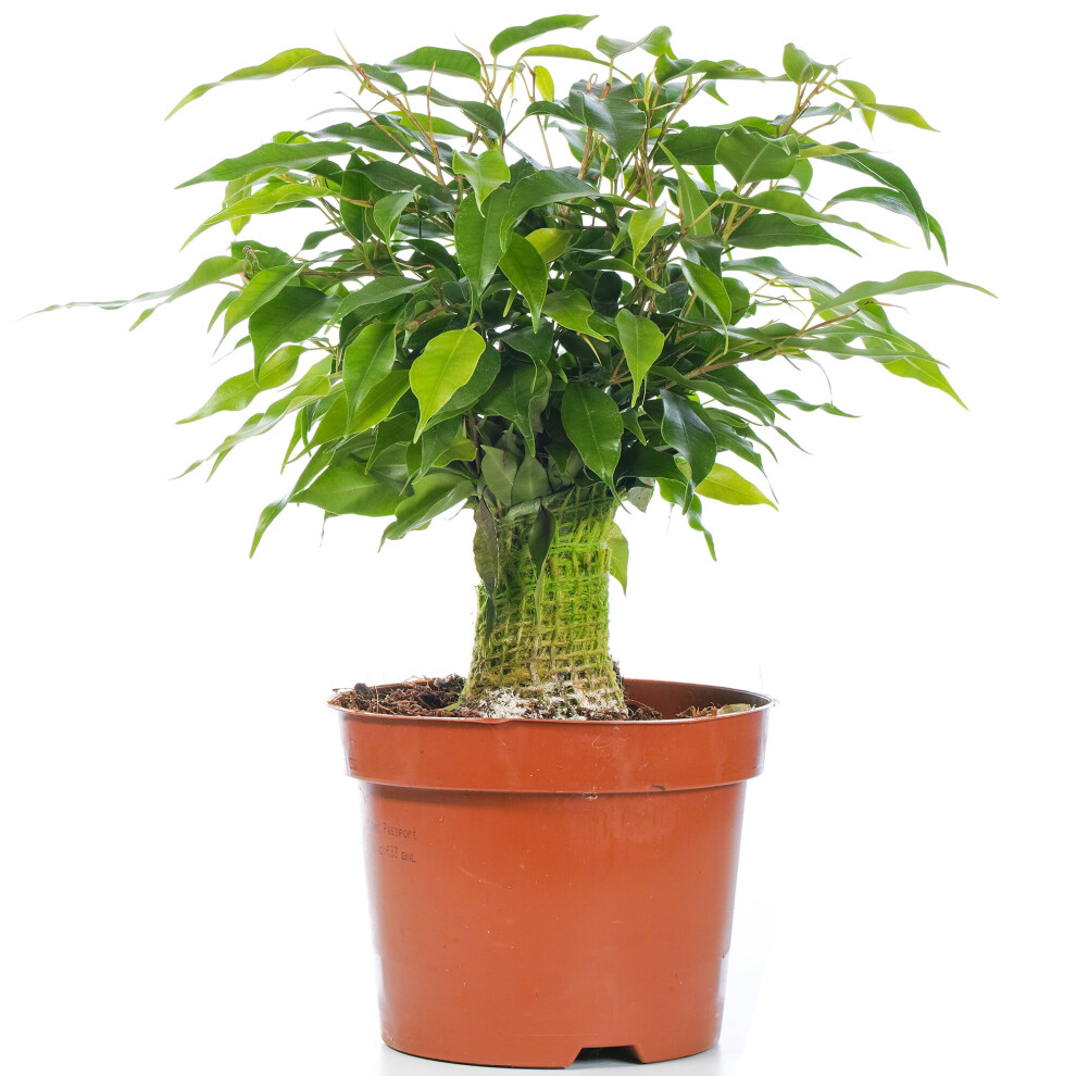 Ficus Benjamina Green Kinky Weeping Fig Live Indoor Houseplant In 14Cm Pot