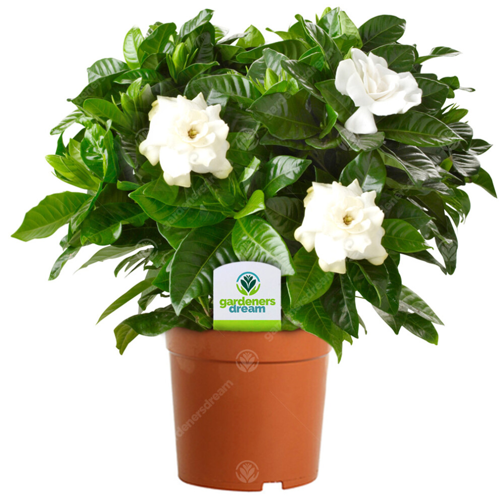 Gardeners Dream Gardenia Jasminoides - 1 Plant - House / Office Live Indoor Pot Plant Tree